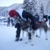 La Grande Odyssée Savoie Mont-Blanc-vidéos-photos-chiens de neige-mushers-2011-gagnant